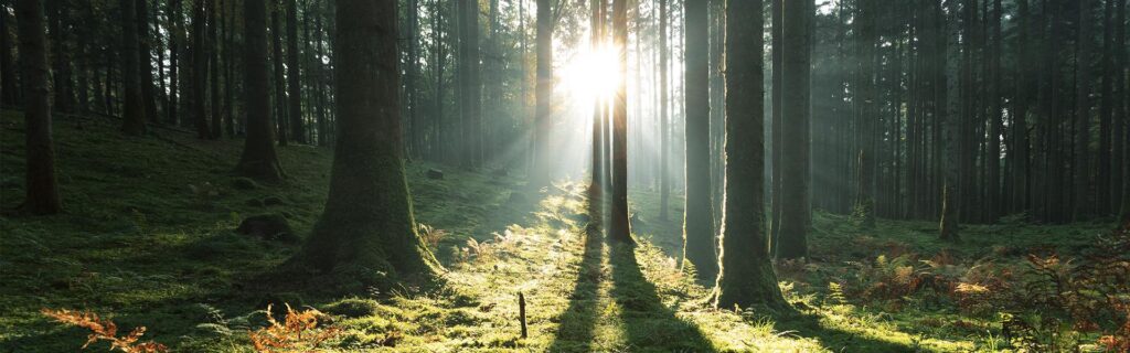 wald-sonne-natur